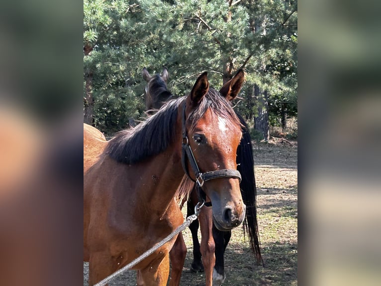 Polskt halvblod Sto 1 år 158 cm Brun in Zlotoryja