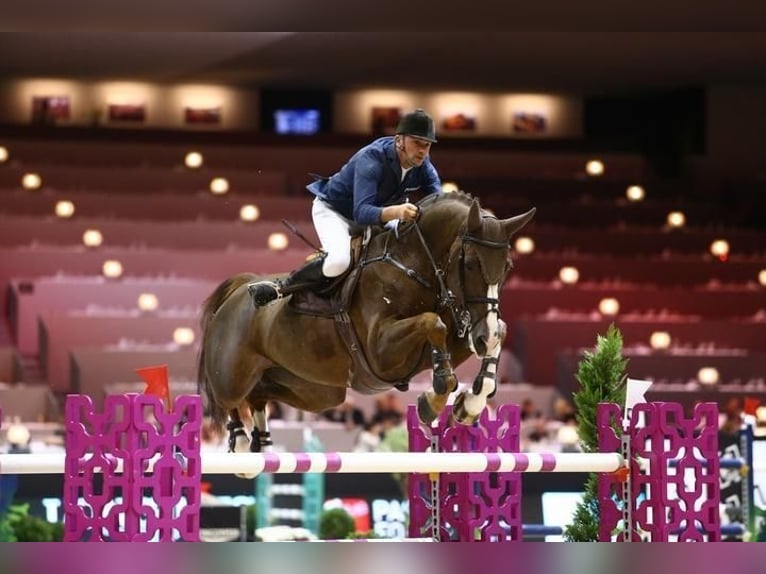 Polskt halvblod Sto 2 år 160 cm Palomino in Borowa