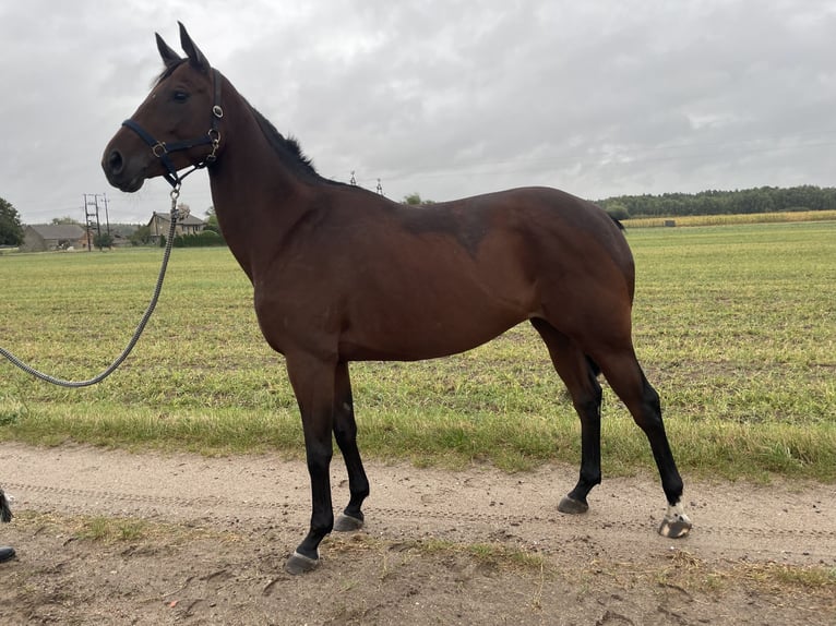 Polskt halvblod Sto 5 år 163 cm Brun in Szamotuły