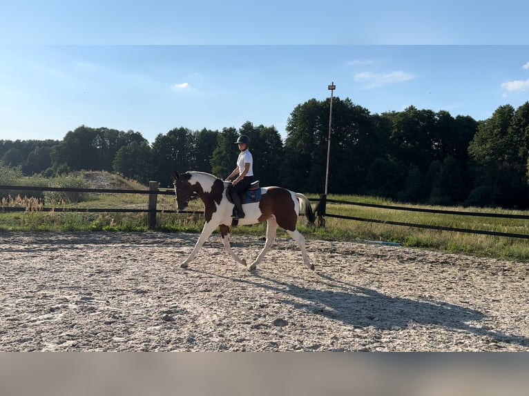 Polskt halvblod Sto 5 år 172 cm Pinto in Zwierzyniec