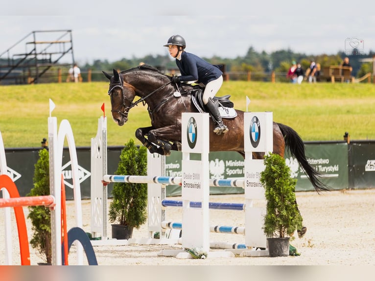 Polskt halvblod Valack 10 år 168 cm Mörkbrun in Poznań