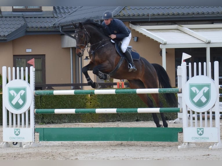 Polskt halvblod Valack 10 år 168 cm Rökfärgad svart in Świętochów