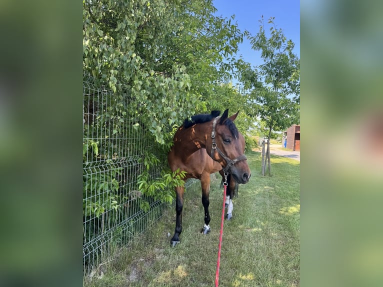 Polskt halvblod Valack 11 år 167 cm Brun in Warszawa