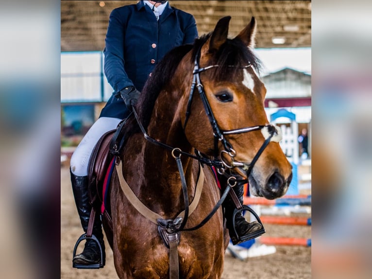 Polskt halvblod Blandning Valack 13 år 166 cm Brun in Hadra