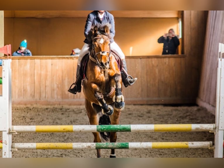 Polskt halvblod Blandning Valack 13 år 166 cm Brun in Hadra