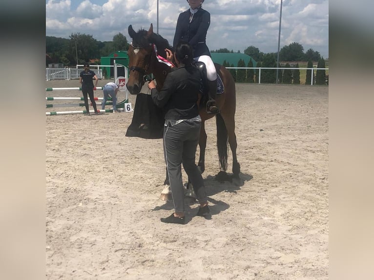 Polskt halvblod Blandning Valack 13 år 166 cm Brun in Hadra