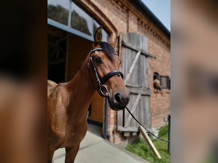 Polskt halvblod Valack 3 år 147 cm Brun in Łoźnica