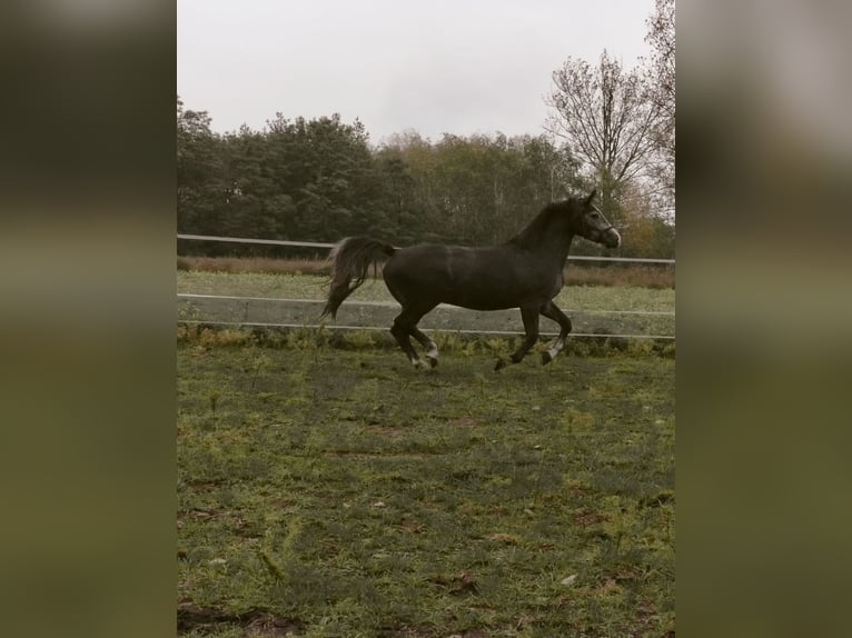 Polskt halvblod Blandning Valack 3 år 157 cm Grå in sadlno