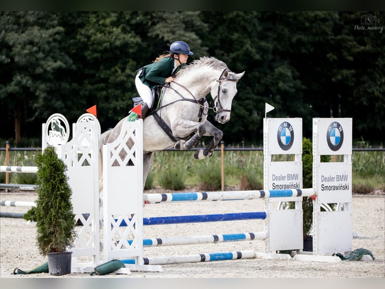 Polskt halvblod Valack 7 år 167 cm Grå in Poland