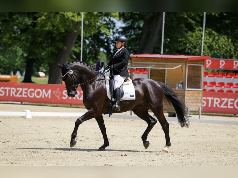 Polskt halvblod Valack 8 år 166 cm Svart in Wałbrzych