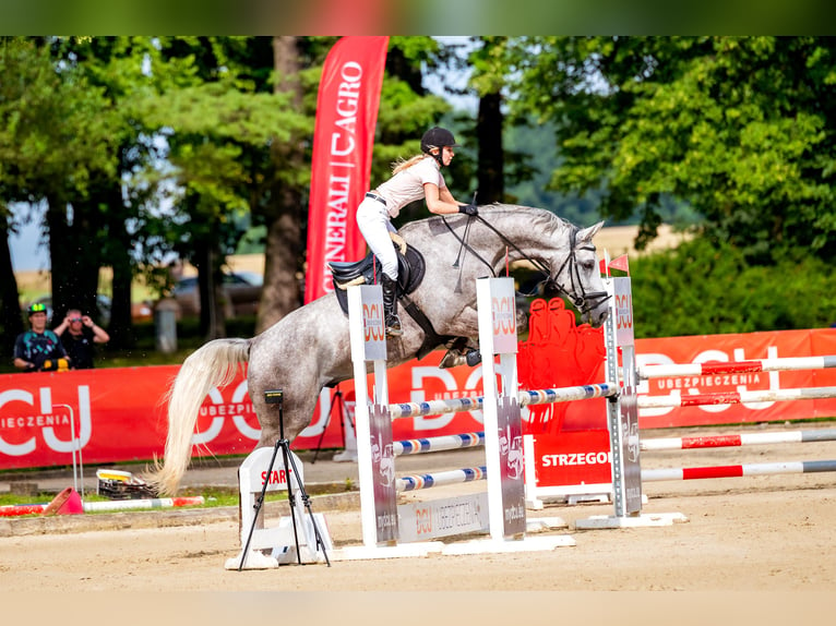 Polskt halvblod Valack 9 år 180 cm Gråskimmel in Jerzmanowice