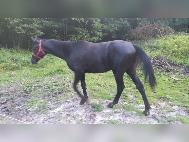 Polskt varmblod Hingst 1 år Svart in Bełżyce