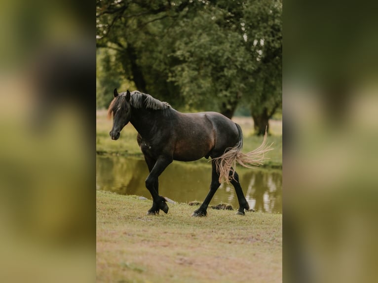 Polskt varmblod Blandning Hingst 2 år 165 cm Grå in Wielkopolska