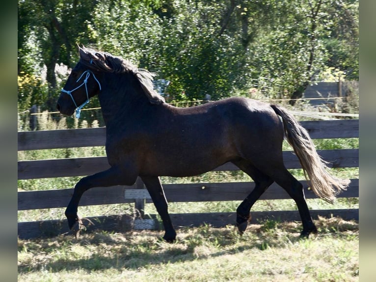 Polskt varmblod Blandning Hingst 2 år 165 cm Grå in Wielkopolska