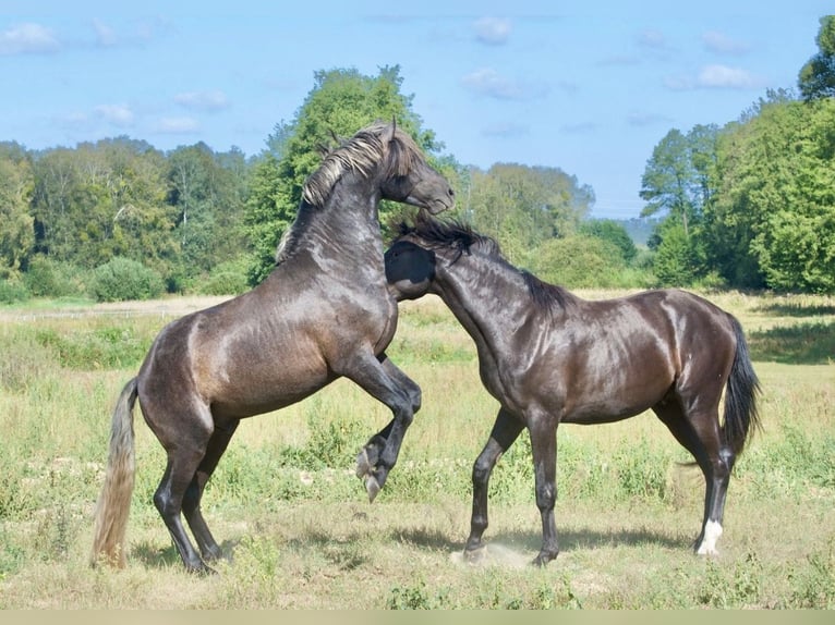 Polskt varmblod Blandning Hingst 2 år 165 cm Grå in Wielkopolska