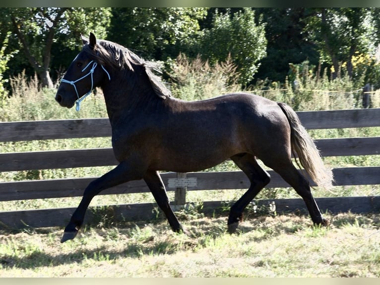 Polskt varmblod Blandning Hingst 2 år 165 cm Grå in Wielkopolska