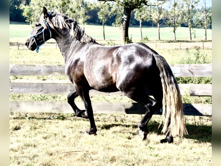 Polskt varmblod Blandning Hingst 2 år 165 cm Grå in Wielkopolska