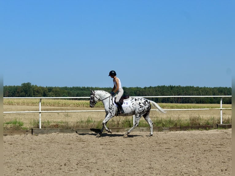 Polskt varmblod Hingst 4 år 164 cm Leopard-Piebald in Kcynia