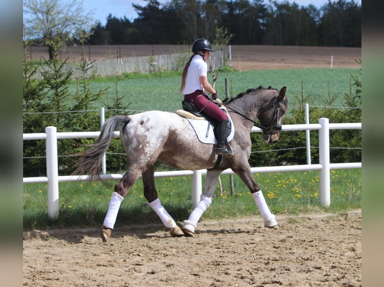 Polskt varmblod Hingst 4 år 165 cm Leopard-Piebald in Szemud