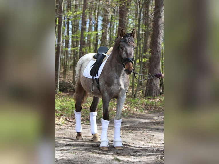 Polskt varmblod Hingst 4 år 165 cm Leopard-Piebald in Szemud