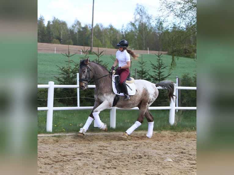 Polskt varmblod Hingst 4 år 165 cm Leopard-Piebald in Szemud