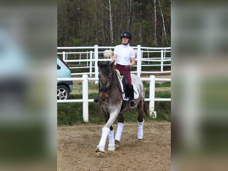 Polskt varmblod Hingst 4 år 165 cm Leopard-Piebald in Szemud