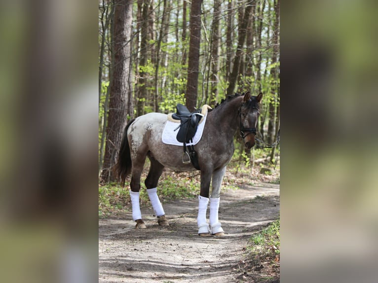 Polskt varmblod Hingst 4 år 165 cm Leopard-Piebald in Szemud