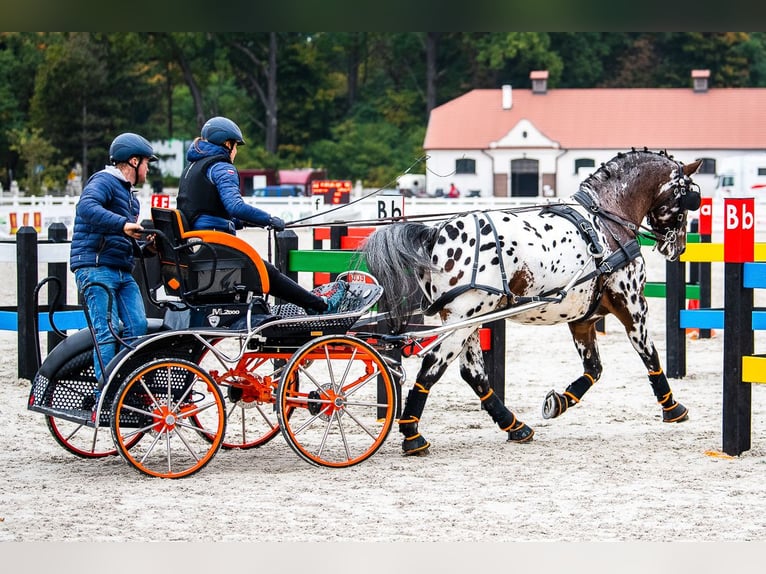 Polskt varmblod Hingst 8 år 165 cm Leopard-Piebald in Chełmno