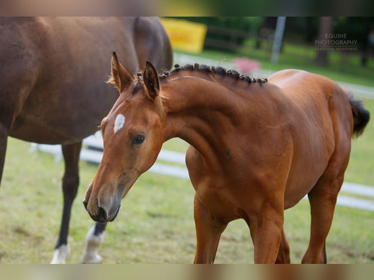 Polskt varmblod Hingst Föl (03/2024) 145 cm Brun in Kobylin