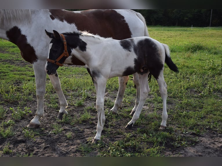 Polskt varmblod Hingst Föl (06/2024) 170 cm Pinto in Chelmno