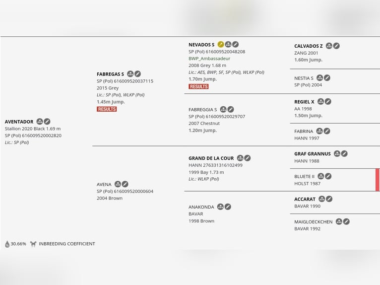 Polskt varmblod Hingst Föl (06/2024) Pinto in Chelmno