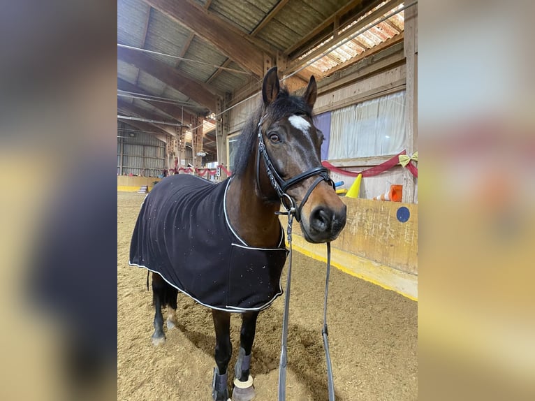 Polskt varmblod Sto 11 år 150 cm Brun in Dietikon