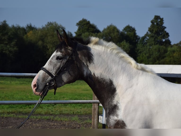 Polskt varmblod Sto 4 år 163 cm Pinto in Chelmno