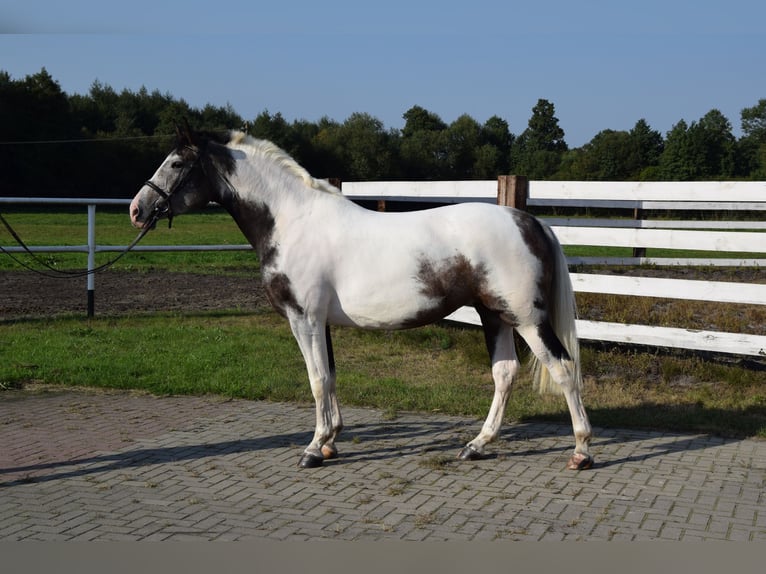 Polskt varmblod Sto 4 år 163 cm Pinto in Chelmno