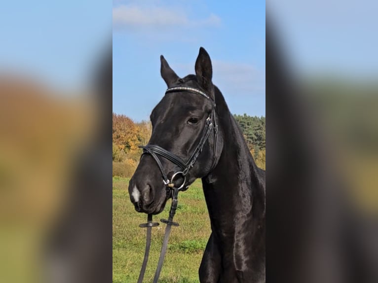 Polskt varmblod Sto 5 år 166 cm Svart in Bruck in der Oberpfalz