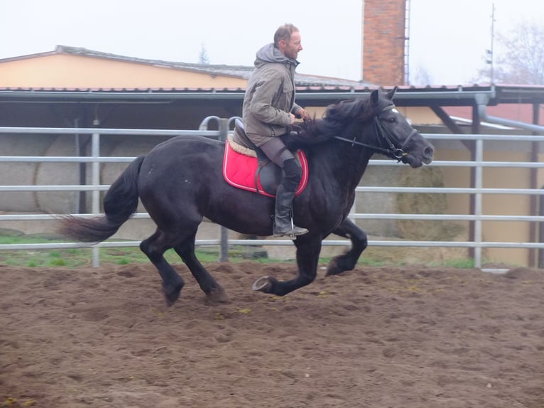 Polskt varmblod Blandning Sto 6 år 153 cm Svart in Buttstädt