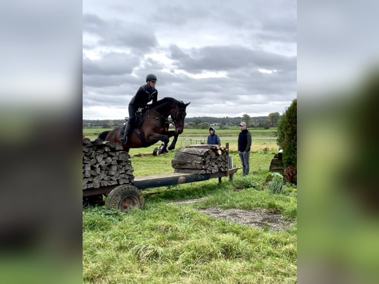 Polskt varmblod Valack 11 år 172 cm Mörkbrun in Biebergemünd