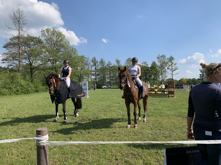 Polskt varmblod Valack 12 år 164 cm fux in Rastede