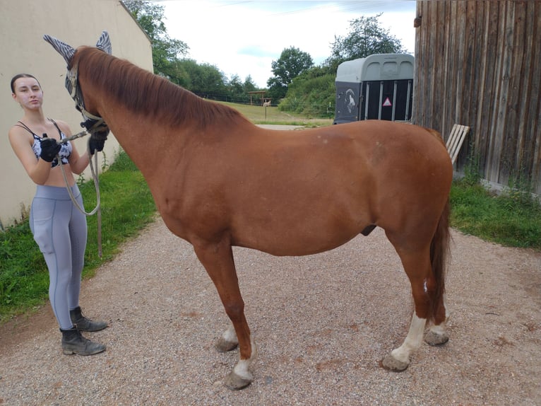 Polskt varmblod Valack 13 år 168 cm fux in Nittenau