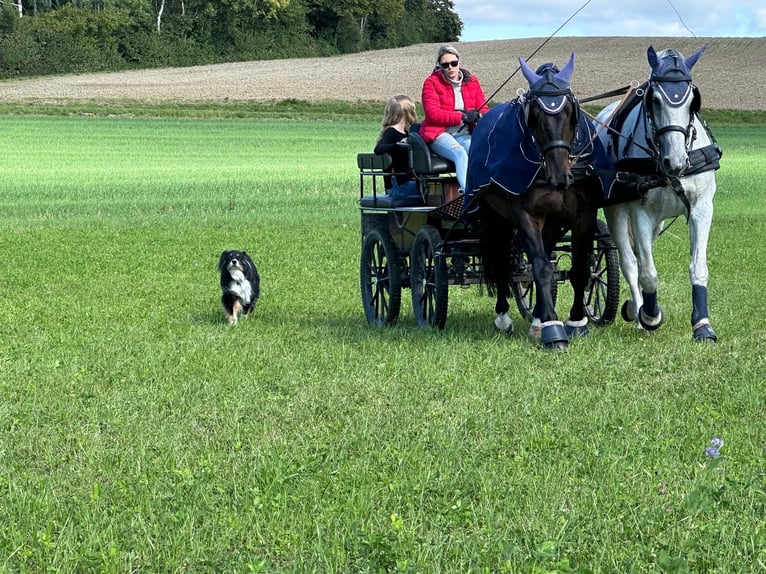 Polskt varmblod Valack 17 år 177 cm Grå in Radolfzell am Bodensee