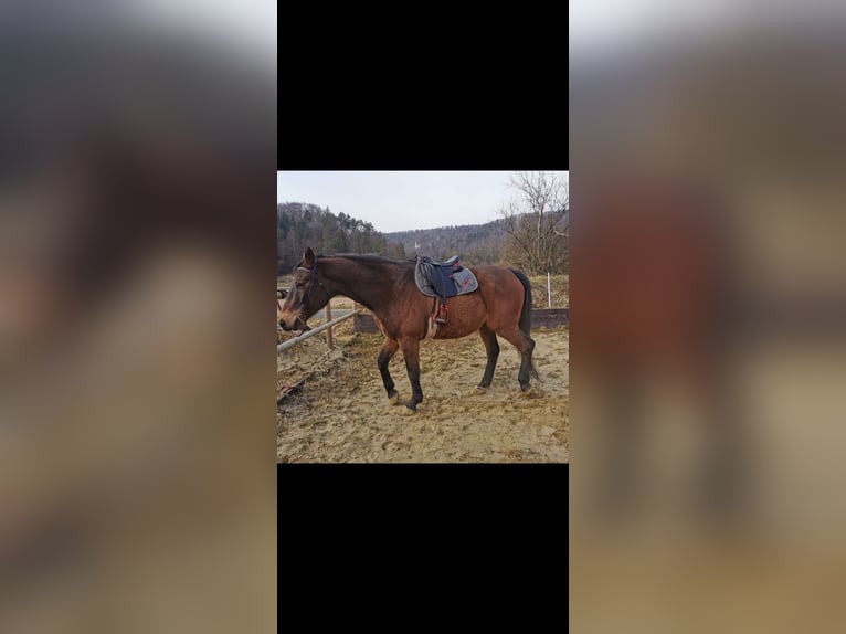 Polskt varmblod Valack 18 år 160 cm Brun in Inzigkofen