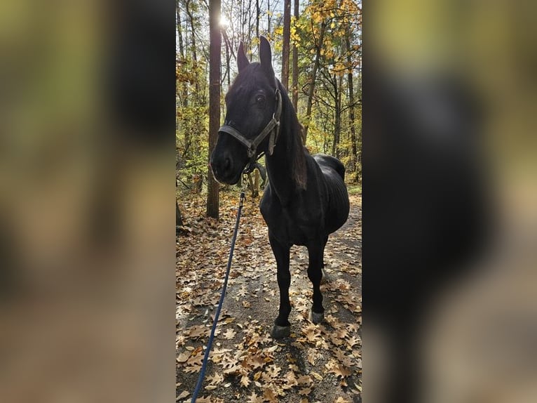 Polskt varmblod Valack 20 år 160 cm Svart in Steinberg am See