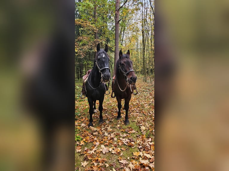 Polskt varmblod Valack 20 år 160 cm Svart in Steinberg am See