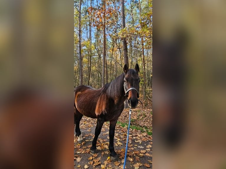 Polskt varmblod Valack 20 år 160 cm Svart in Steinberg am See