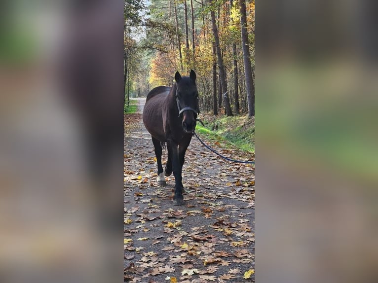 Polskt varmblod Valack 20 år 160 cm Svart in Steinberg am See