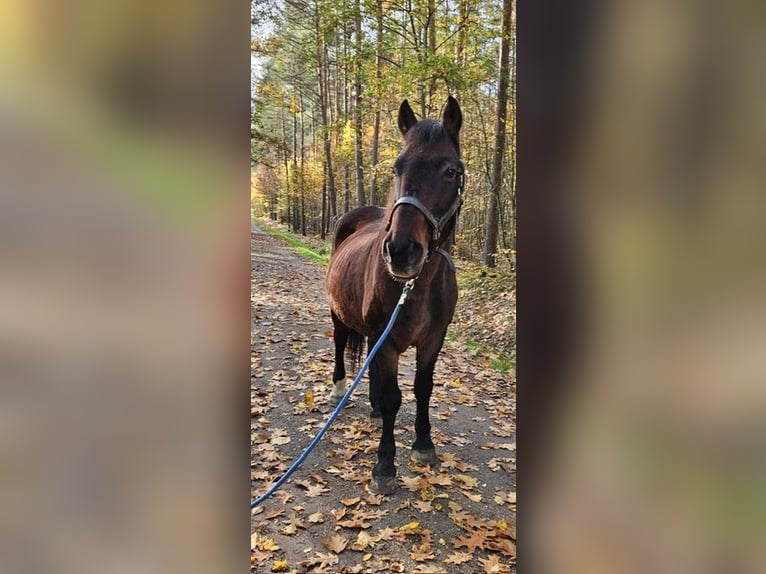 Polskt varmblod Valack 20 år 160 cm Svart in Steinberg am See