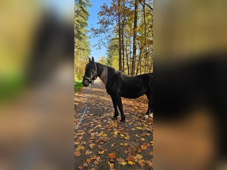 Polskt varmblod Valack 20 år 160 cm Svart in Steinberg am See