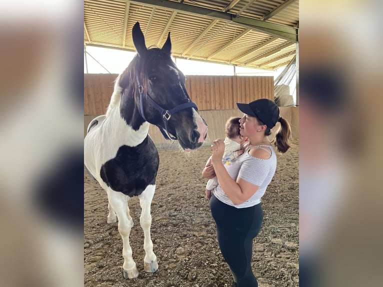 Polskt varmblod Valack 22 år 162 cm Pinto in Neuried