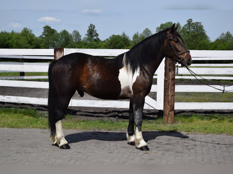 Polskt varmblod Blandning Valack 2 år 165 cm Pinto in Chełmno