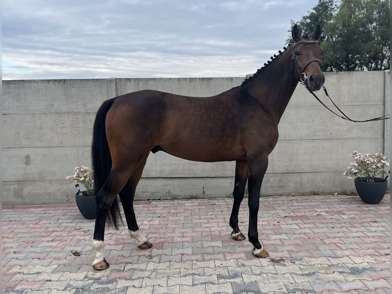 Polskt varmblod Valack 3 år 160 cm Brun in Bralin